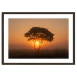 Tree at sunrise thumbnail
