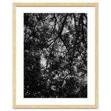 Tree From Below Black Silhouette thumbnail
