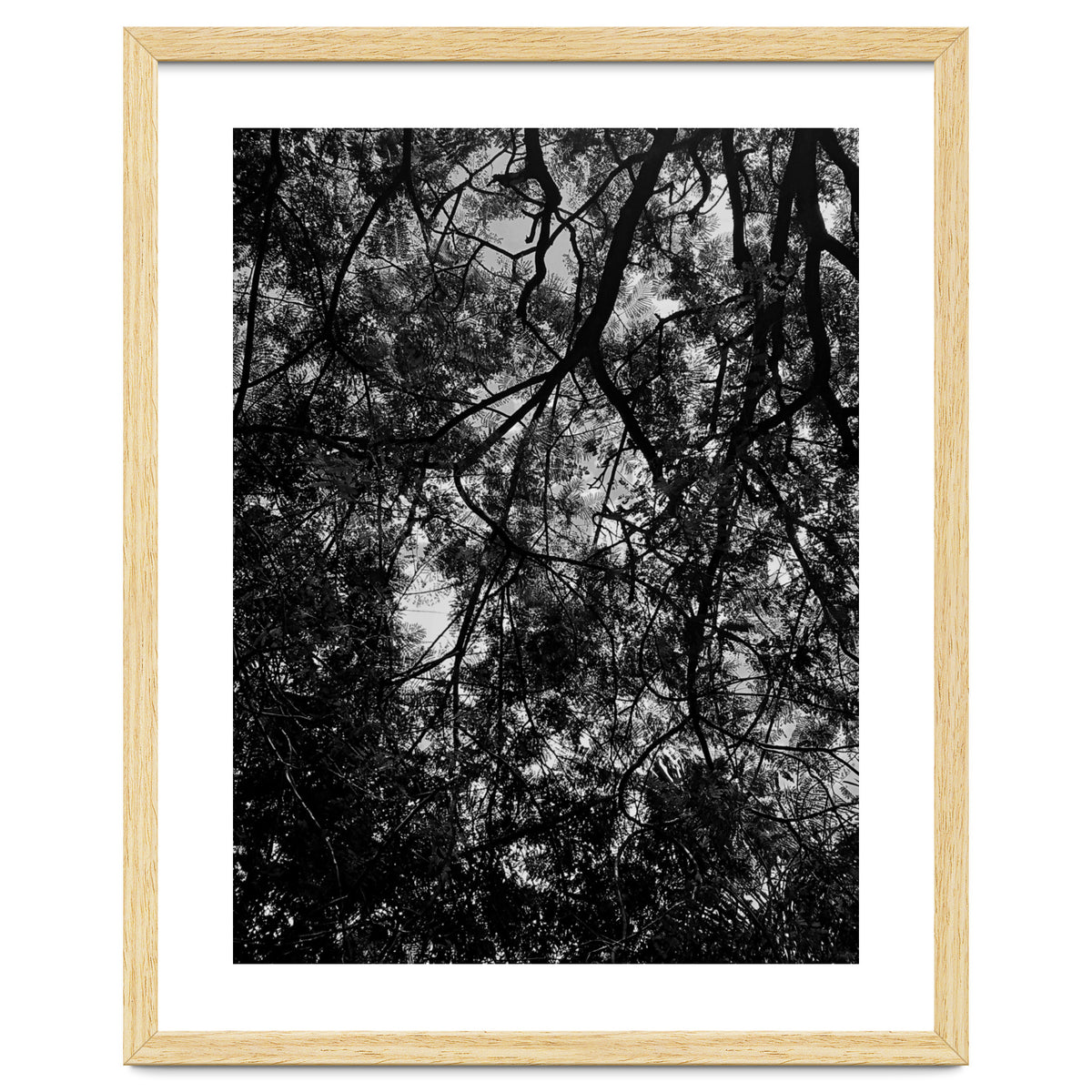 Tree From Below Black Silhouette