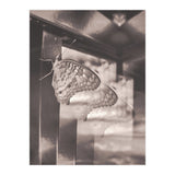 Evolving | Sepia (Print Only) thumbnail