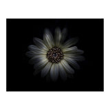 Backyard Flowers No 27 Color Version (Print Only) thumbnail
