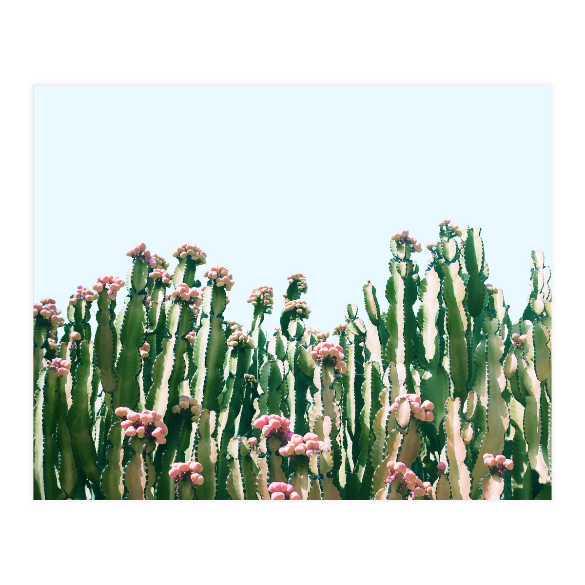 Blush Cactus #society6 #decor #buyart (Print Only)