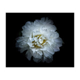 Backyard Flowers No 90 Color Version (Print Only) thumbnail