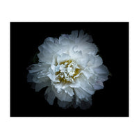 Backyard Flowers No 90 Color Version (Print Only)