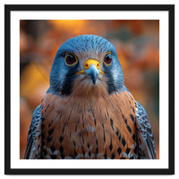 Close Up Of A Kestrel Bird Of Prey Portrait