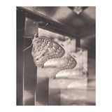 Evolving | Sepia (Print Only) thumbnail