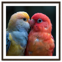 Two Lovebirds Nuzzling Close Up Portrait