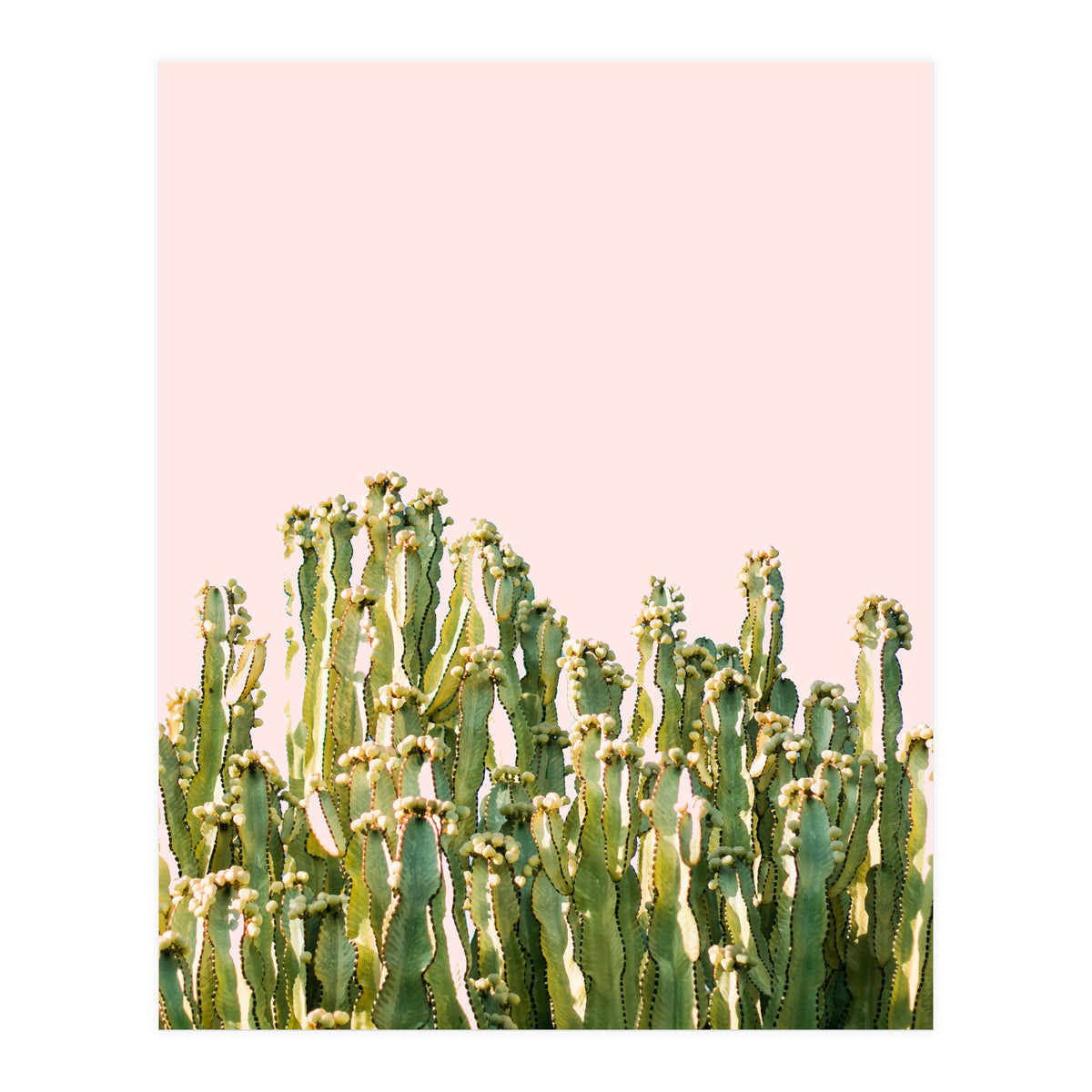 Cactus Blush #society6 #decor #buyart (Print Only)