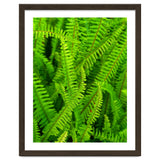 Green Ferns thumbnail