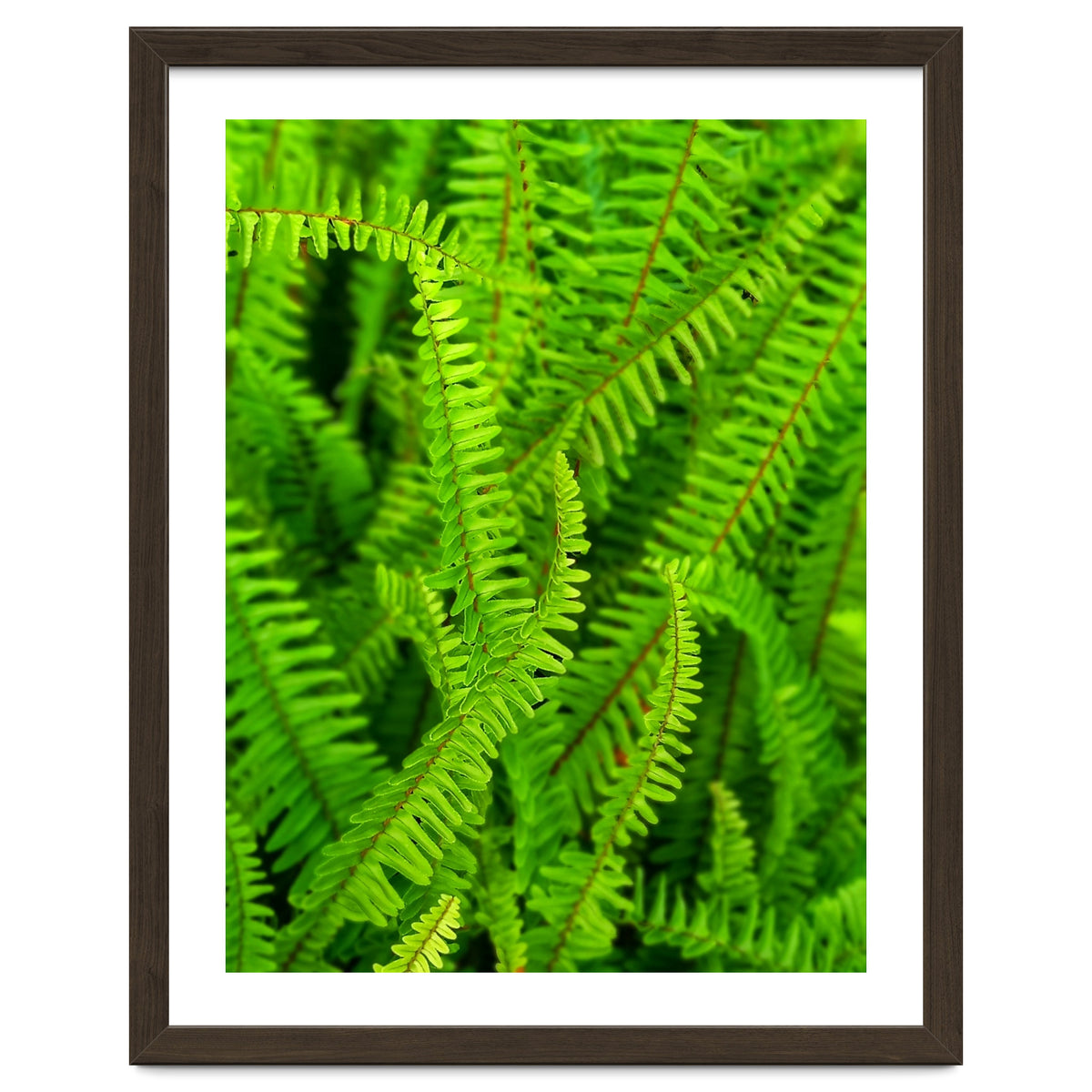 Green Ferns