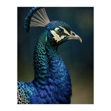 Peacock Portrait Photography (Print Only) thumbnail