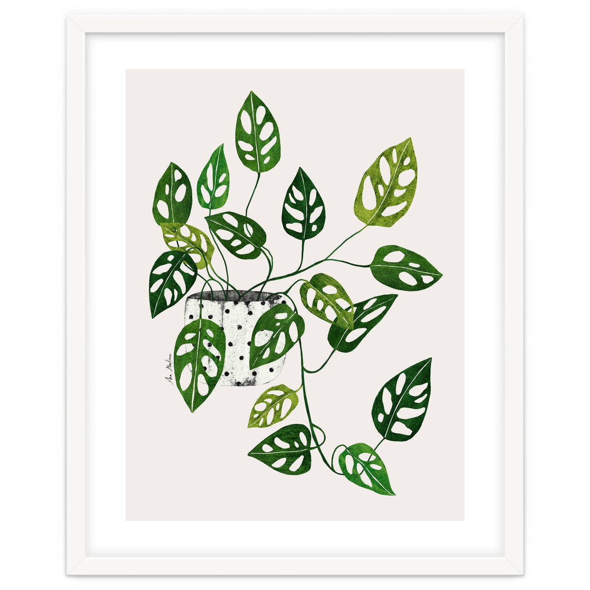 Monstera Obliqua Plant