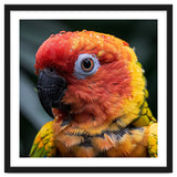 Sun Conure Parrot Bird With Water Droplets thumbnail