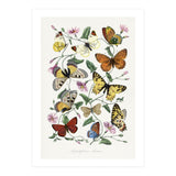 Paul Gervais – Butterfly and Moth Natural History Illustration (1842) (Print Only) thumbnail