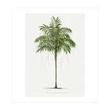 Oswald de Kerchove de Denterghem – Vintage Palm Tree Illustration (1878) (Print Only) thumbnail