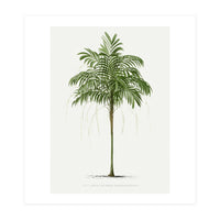 Oswald de Kerchove de Denterghem – Vintage Palm Tree Illustration (1878) (Print Only)