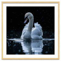 Majestic Swan Swimming In Dark Water
