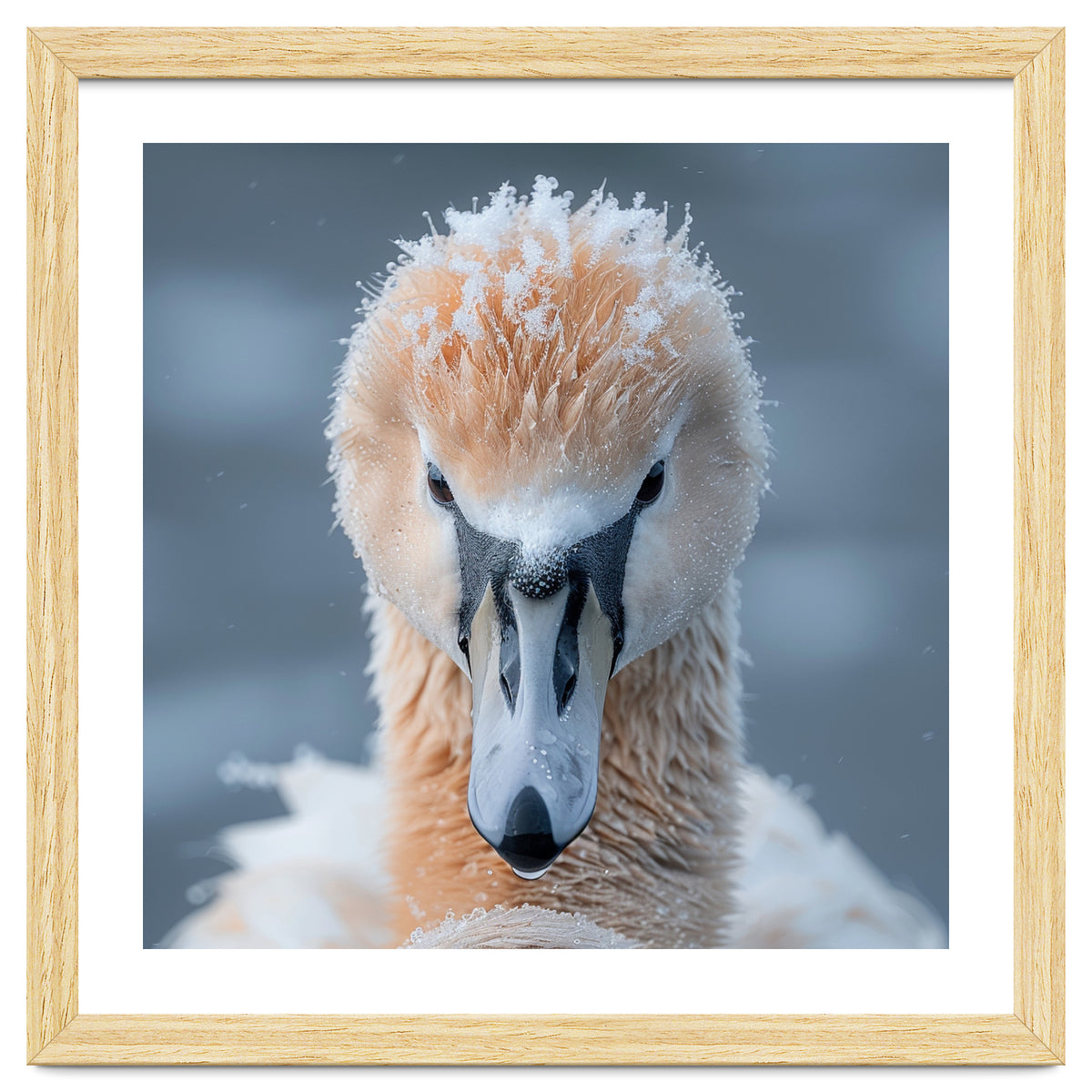 Majestic Swan Covered In Frost And Snow