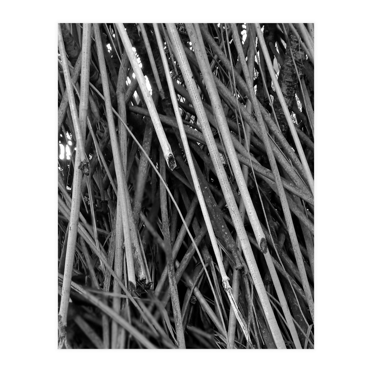 Black Tectorius Plant Shoots Art (Print Only)