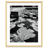 Lotus Pond | Black & White Portrait thumbnail