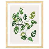 Monstera Obliqua Plant thumbnail