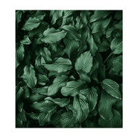 New Foliage Green Ii (Print Only)