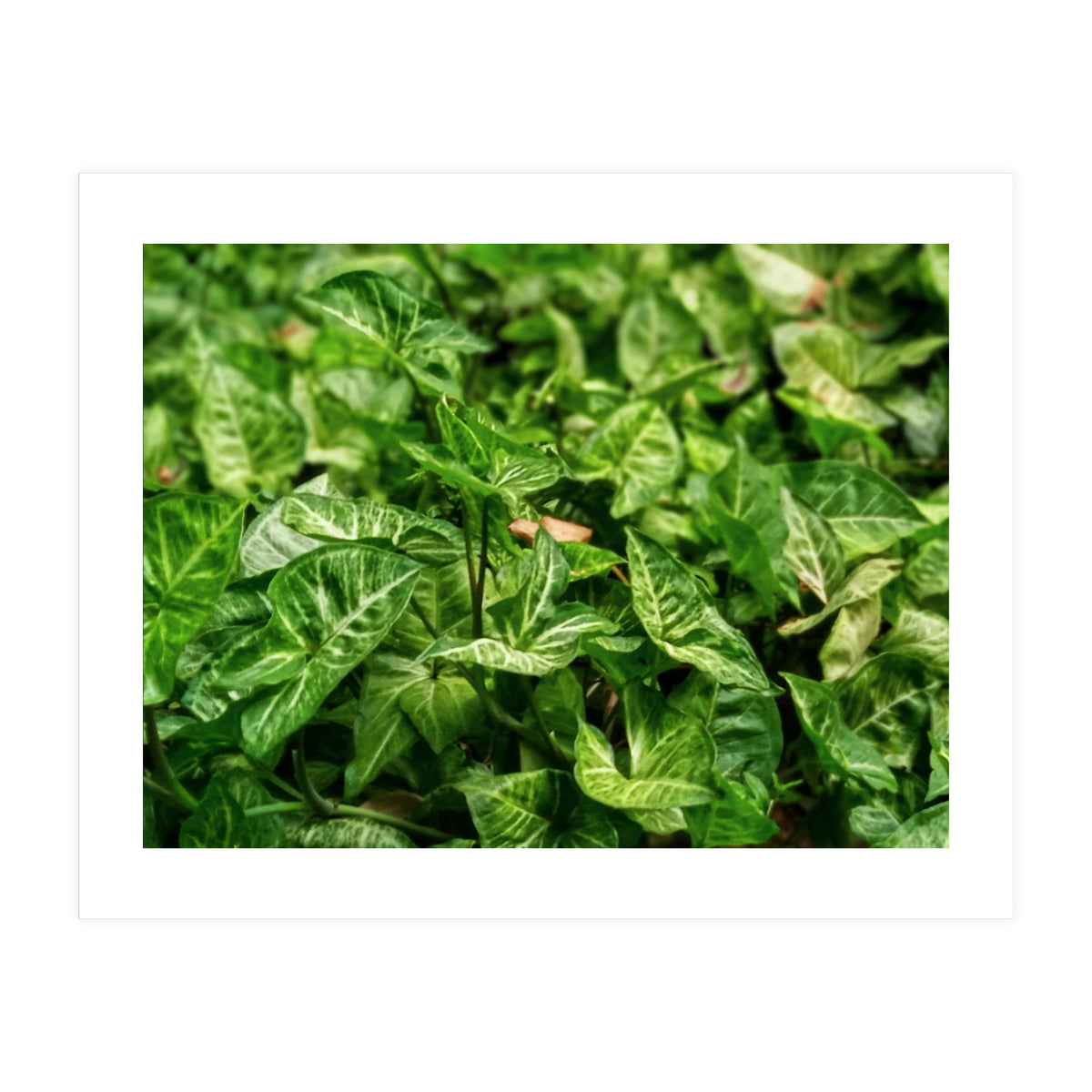 Green Arrow Head Plant Leaves (Print Only)