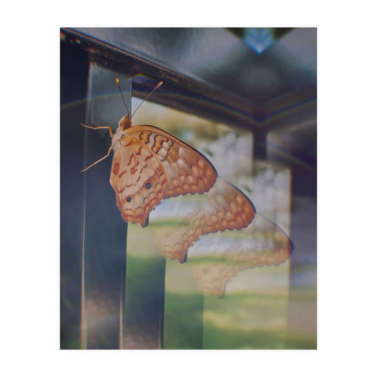 Evolving (Print Only)