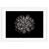 Backyard Flowers In Black And White No 79 thumbnail