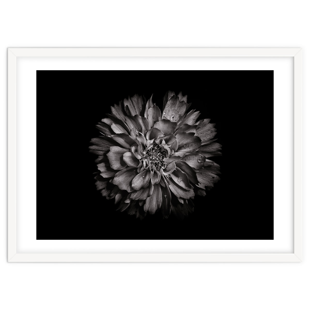 Backyard Flowers In Black And White No 79
