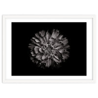 Backyard Flowers In Black And White No 79