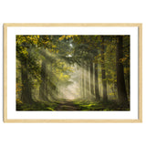 Sunrays in a Dutch forest thumbnail