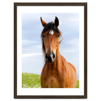 Brown Horse