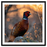 Pheasant Bird Standing On Rock Sunrise Light thumbnail