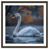 Swan Floating Gracefully On Water In Autumn thumbnail