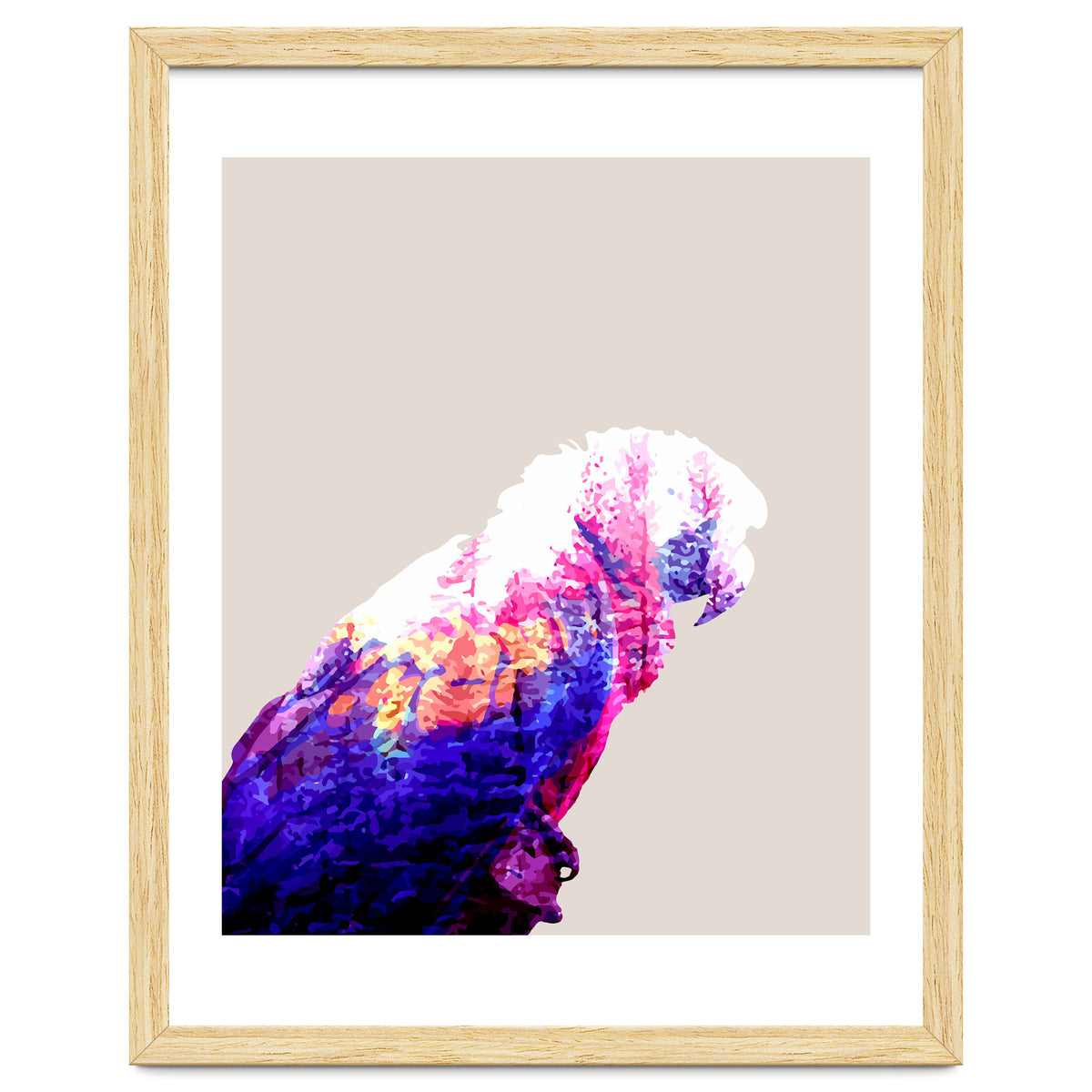 Macaw