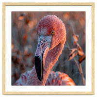 Close Up Of A Pink Flamingo Head In Sunlight