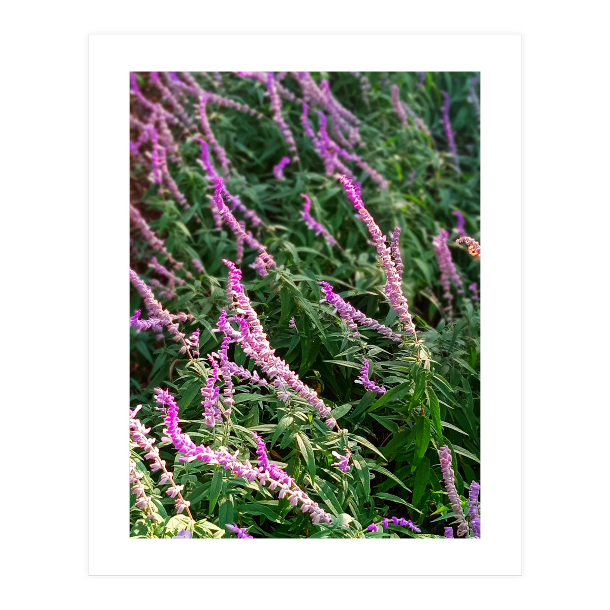 Lavender Flowers (Print Only)