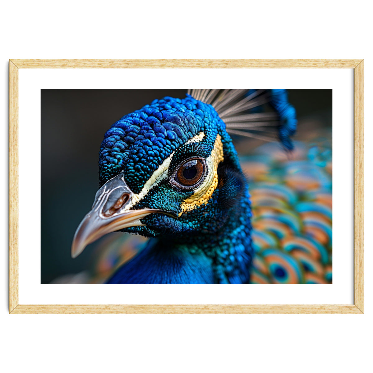 Close Up Of A Peacock Head And Eye