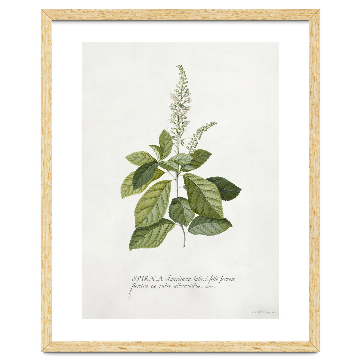 Georg Dionysius Ehret – Cinnamomum Illustration (1708–1770)