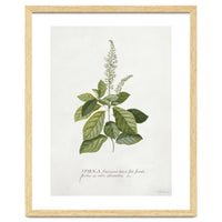 Georg Dionysius Ehret – Cinnamomum Illustration (1708–1770)