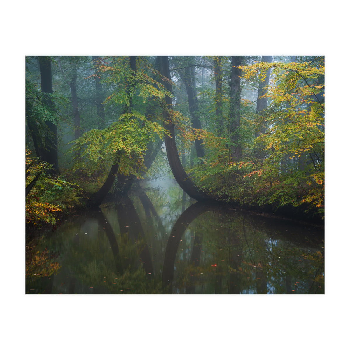 The bent trees (Print Only)