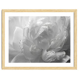 Ethereal Monochromatic Peony Petal Macro thumbnail