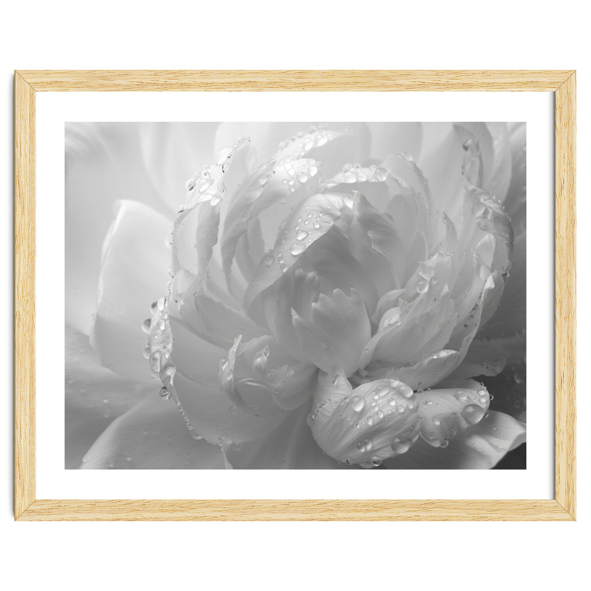 Ethereal Monochromatic Peony Petal Macro