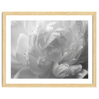 Ethereal Monochromatic Peony Petal Macro