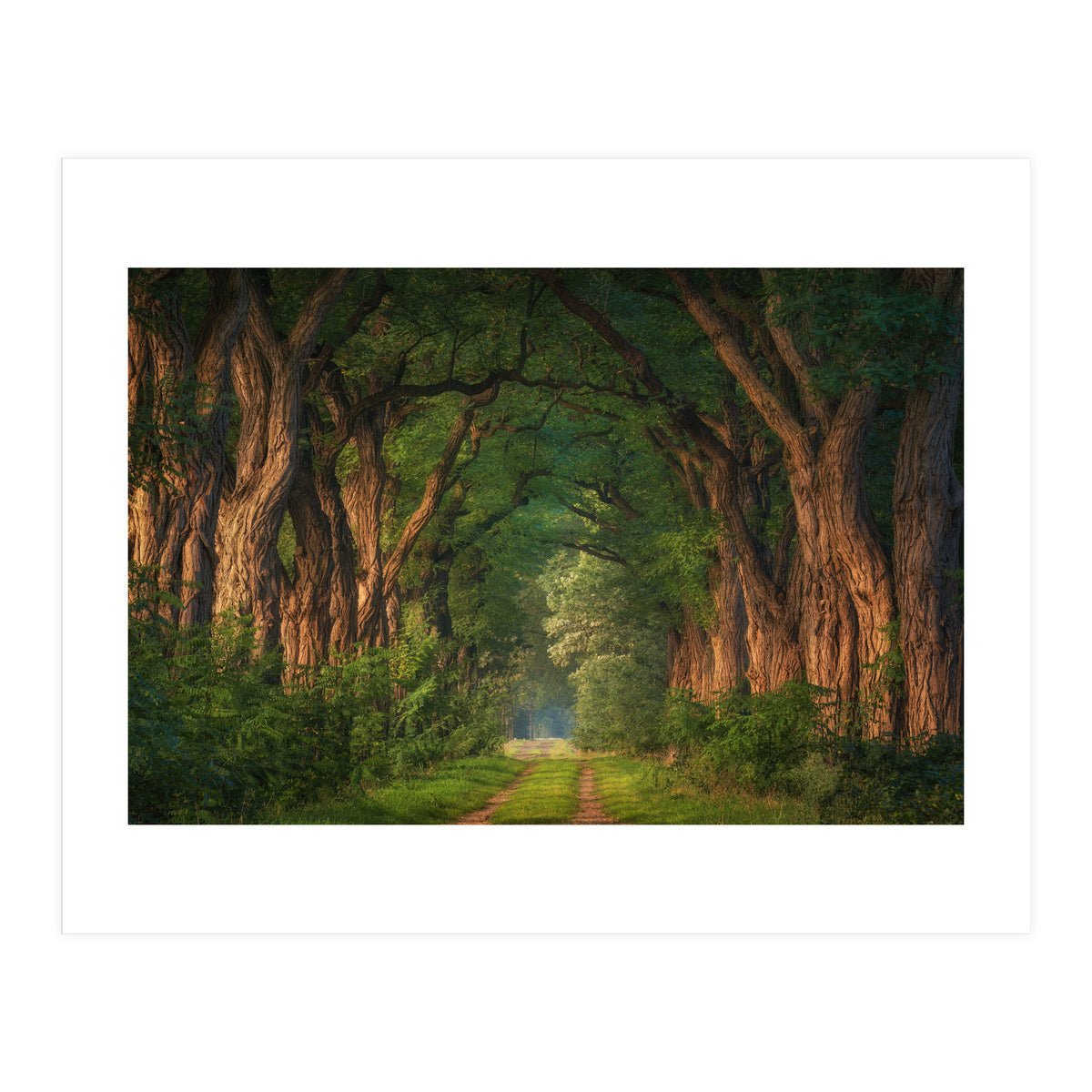 Soft morning light (Print Only)