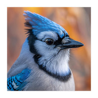 Blue Jay Bird Close Up Detailed Portrait (Print Only)