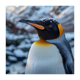 King Penguin In The Snow With Frosty Head (Print Only) thumbnail