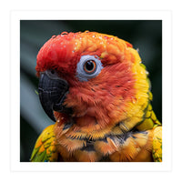 Sun Conure Parrot Bird With Water Droplets (Print Only)