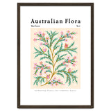 Australian Flora: Wax Flower thumbnail